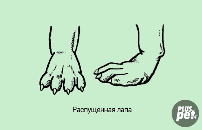 Распущенная лапа